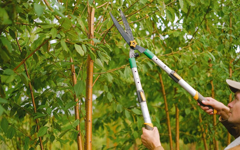 Tree trimming in Campbellsport, WI